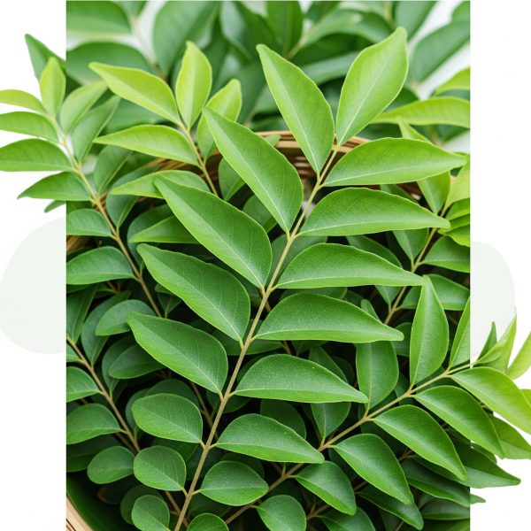 Organic Curry Leaves